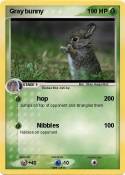 Gray bunny