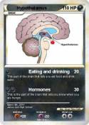 Hypothalamus