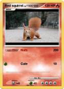 Red squirrel