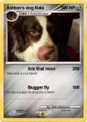 Ashton's dog
