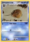 horseshoe crab