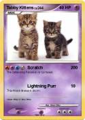 Tabby Kittens Tabby Kittens