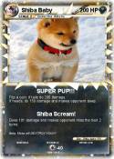 Shiba Baby