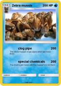 Zebra mussle