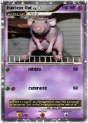 Hairless Rat