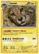 Cheetah