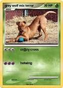 grey wolf mix terror grey wolf mix