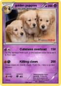 golden puppies golden puppies