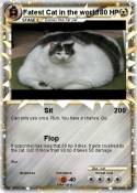 Fatest Cat in
