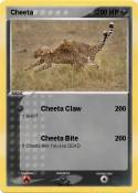 Cheeta