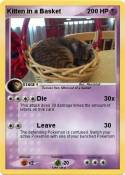 Kitten in a