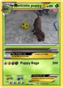 whittle puppy