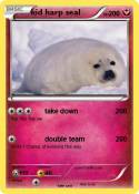 kid harp seal