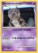 grey wolf pit bull mix grey wolf pit