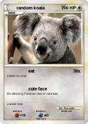 random koala