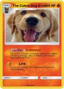 The Cutest Dog Ever! The Cutest Dog