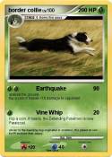 border collie border collie