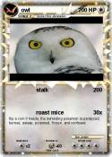 owl