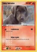 baby labrador