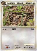 GARDER SNAKE GARDER SNAKE