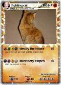 fighting cat