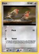 Finch