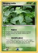 Stinging nettle