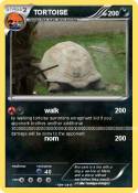 TORTOISE TORTOISE