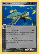 sea turtle