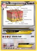 Integumentary