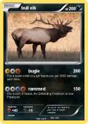 bull elk