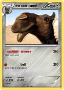 the cool camel