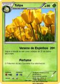 Tulipa