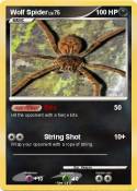 Wolf Spider