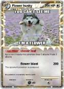 Flower husky
