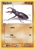 Stag Beetle