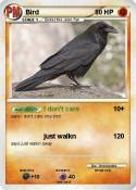 Bird