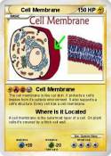 Cell Membrane