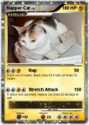Napper Cat