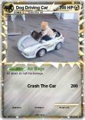 Dog Driving Car