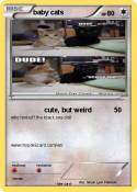 baby cats