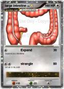 large intestine
