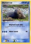 Elephant seal Elephant seal