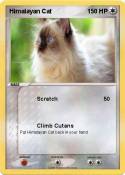 Himalayan Cat