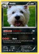 Westie