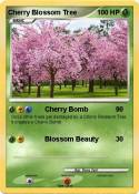 Cherry Blossom