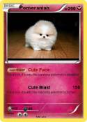 Pomeranian