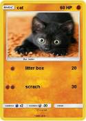 cat