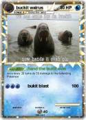 buckit walrus