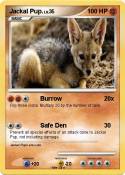 Jackal Pup.